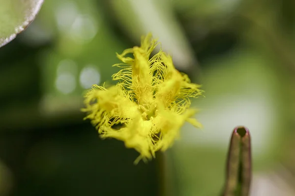 Nymphoides Indica Ist Ein Kleiner Wasserschwimmer Mit Gelben Blüten — Stockfoto