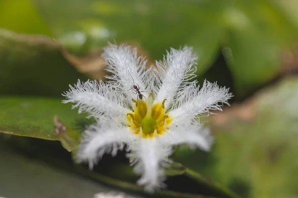 Nymphoides Indica Ist Ein Kleiner Wasserschwimmer Mit Gelben Blüten — Stockfoto