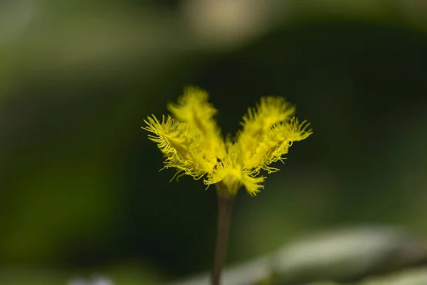 Nymphoides Indica Egy Kis Vízben Úszó Sárga Virágok — Stock Fotó