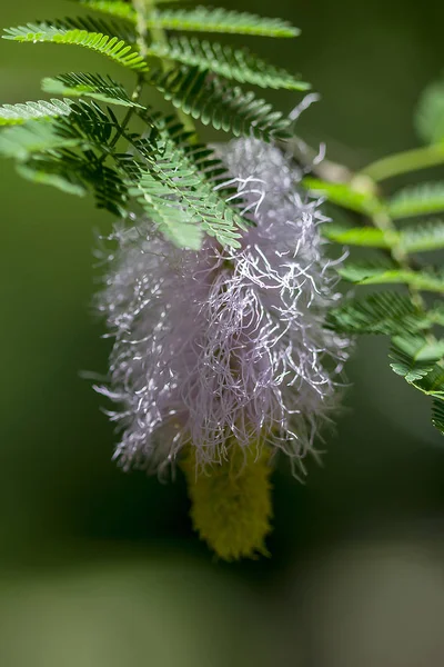 Purple Spray Pollen — Stock Photo, Image