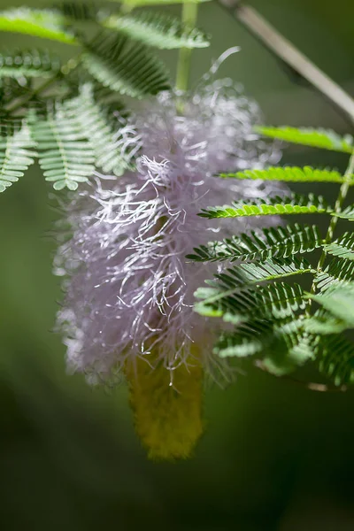 Пурпурный Спрей Пыльцы — стоковое фото