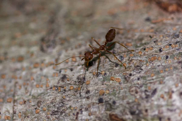 Red Ant Walking Tree — Stock Photo, Image