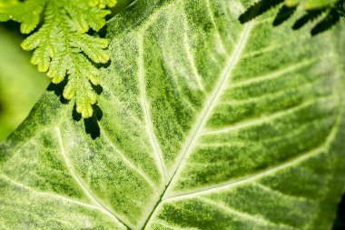 Desen arka tarafındaki yeşil yaprakları