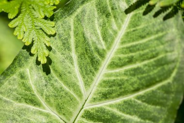 Desen arka tarafındaki yeşil yaprakları