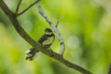 Copsychus saularis ağacıdır