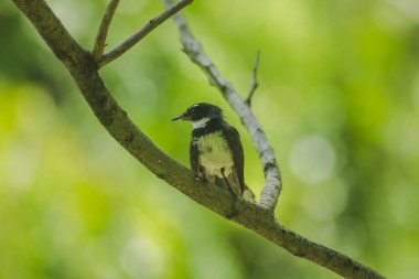 Copsychus saularis ağacıdır