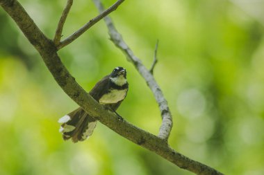 Copsychus saularis ağacıdır