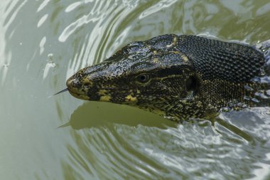 Varanus salvator suda yüzmek.