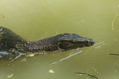 Varanus salvator suda yüzmek.