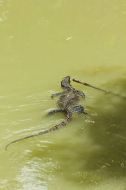 Varanus salvator suda yüzmek.