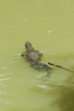 Varanus salvator suda yüzmek.