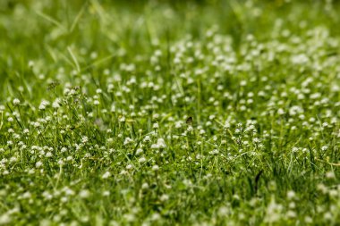 Tridax procumbens in the park
