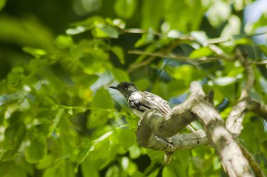 Copsychus saularis ağacıdır