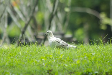 Çimenlerin üzerine beyaz güvercin