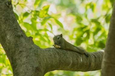 Sincap ağaca tırmandı.