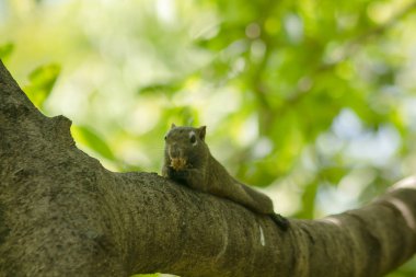 Sincap ağaca tırmandı.