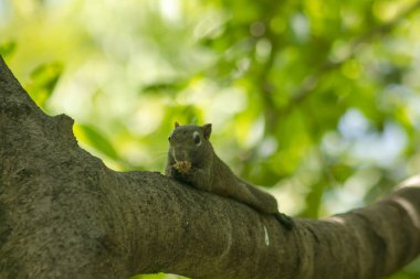 Sincap ağaca tırmandı.