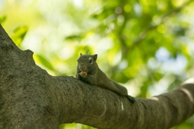 Sincap ağaca tırmandı.