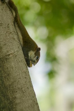 Sincap ağaca tırmandı.
