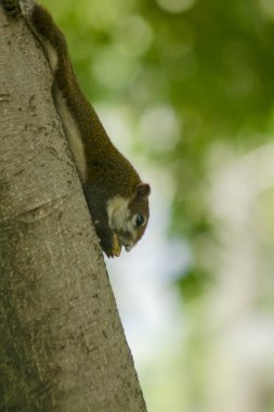 Sincap ağaca tırmandı.