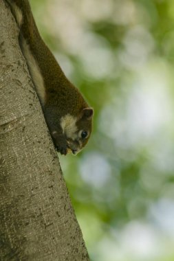 Sincap ağaca tırmandı.