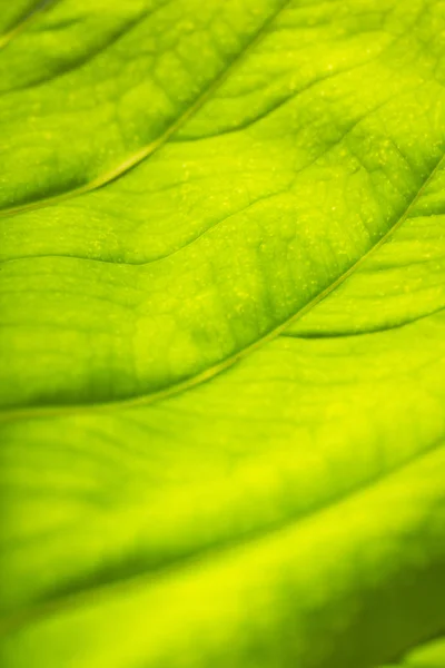 Het Patroon Rug Van Groene Bladeren — Stockfoto