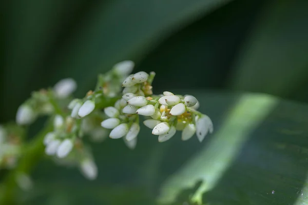 Caeruleum Aubl Ist Ein Strauß Weißer Blumen Der Das Ganze — Stockfoto