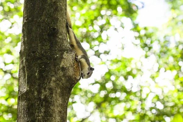 Squirrel Climbed Tree — Stock Fotó