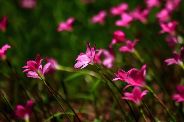 Zephyranthes Minuta Dans Nature Avec Des Fleurs Roses — Photo