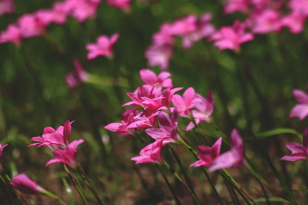 Zephyranthes Minuta Naturaleza Con Flores Rosadas — Foto de Stock