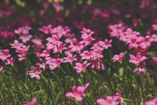 Zephyranthes Minuta Naturaleza Con Flores Rosadas — Foto de Stock