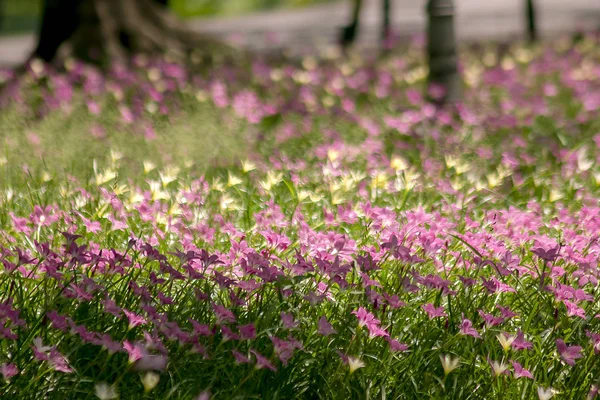 Zephyranthes Minuta Naturaleza Con Flores Rosadas — Foto de Stock