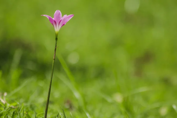 Zephyranthes Minuta Naturaleza Con Flores Rosadas — Foto de Stock