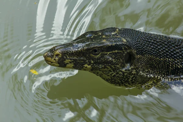 Varanus Salvador Nadar Agua —  Fotos de Stock