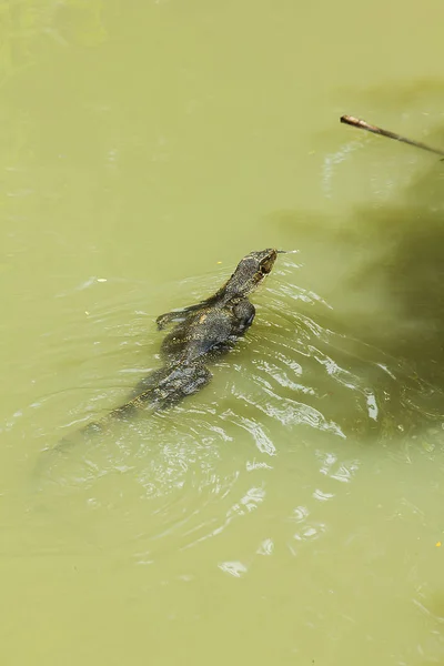ヴァラヌス サルヴァトール 水で泳ぐ — ストック写真