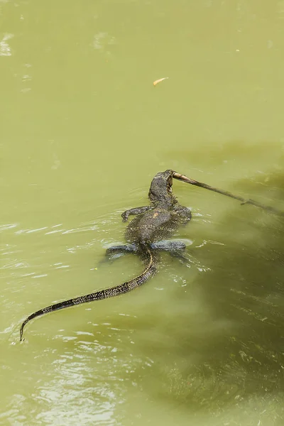 ヴァラヌス サルヴァトール 水で泳ぐ — ストック写真