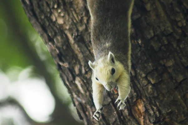 Σκίουρος Σκαρφάλωσε Στο Δέντρο — Φωτογραφία Αρχείου