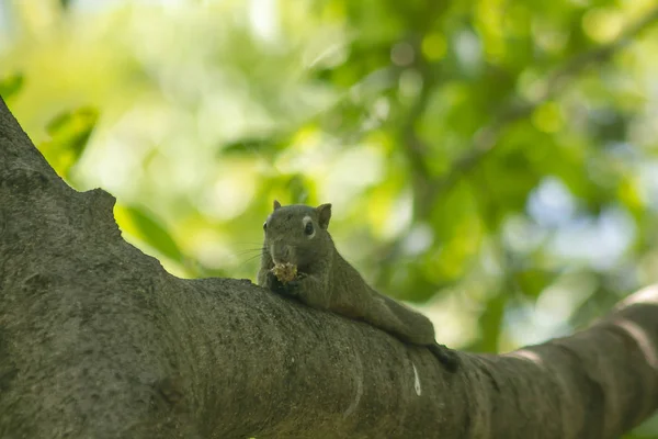 Squirrel Climbed Tree — Stock Photo, Image