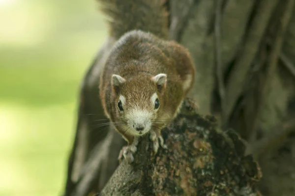 Esquilo Subiu Árvore — Fotografia de Stock