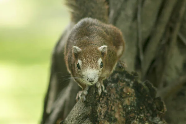 Écureuil Grimpa Sur Arbre — Photo