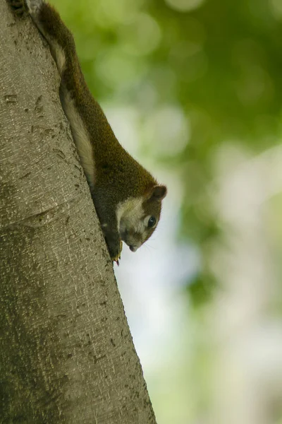 Ardilla Subió Árbol —  Fotos de Stock