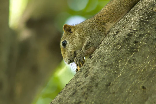 Squirrel Climbed Tree — Stockfoto