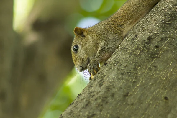 Das Eichhörnchen Kletterte Auf Den Baum — Stockfoto