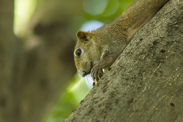 Esquilo Subiu Árvore — Fotografia de Stock