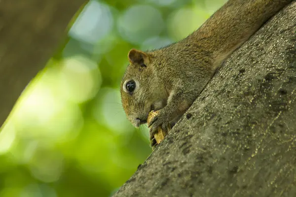 Ardilla Subió Árbol — Foto de Stock