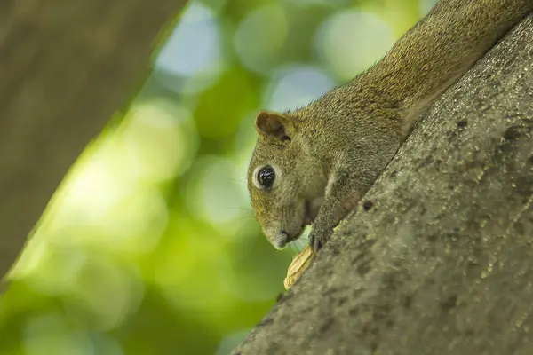 Ardilla Subió Árbol — Foto de Stock