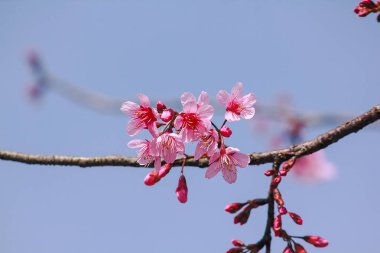 Prunus cerasoides güzel pembe doğada vardır.