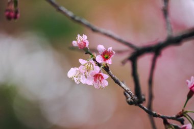 Prunus cerasoides güzel pembe doğada vardır. Tayland çiçeklenme sırasında Ocak - Şubat kuzeyinde