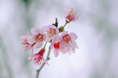 Prunus cerasoides are beautiful pink in nature.In the north of Thailand Flowering during January - February clipart