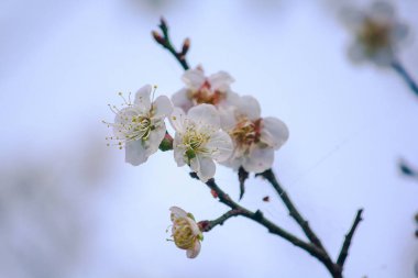 Prunus cerasoides güzel pembe doğada vardır. Tayland çiçeklenme sırasında Ocak - Şubat kuzeyinde
